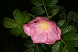 Rosa rugosa 'Fru Dagmar Hastrup' RCP5-09 008.jpg